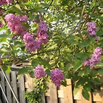 De Wilde Kriek Hotel