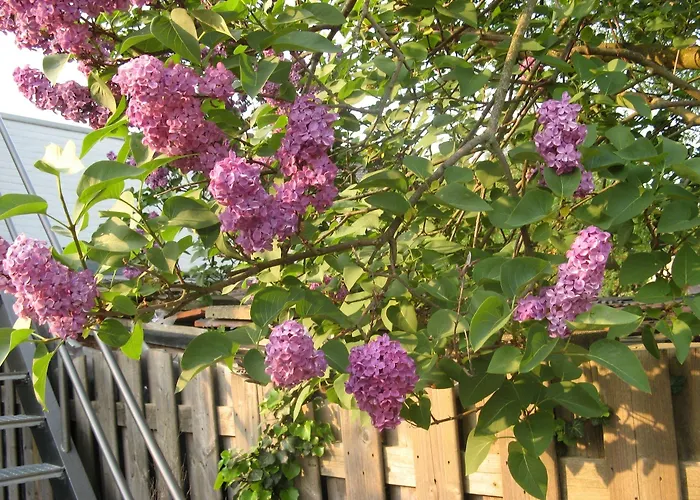 De Wilde Kriek מלון